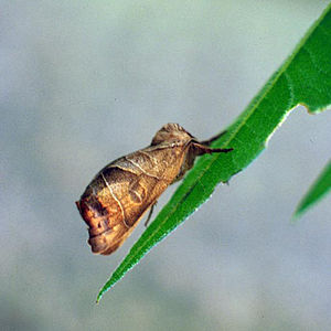 Russet moth (Clostera anastomosis)