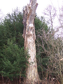 220px-Coarse_woody_debris_DSCF0157.JPG