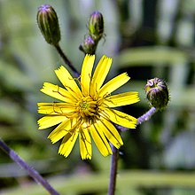 Coastal plain hawkweed (Hieracium megacephalon) (5480056421).jpg