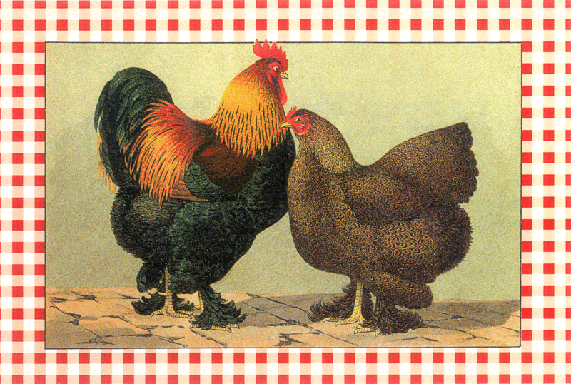 File:Cochin chicken.gif