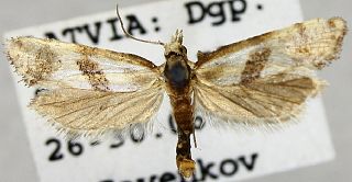 <i>Cochylimorpha woliniana</i> Species of moth