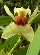 Coelogyne beccarii