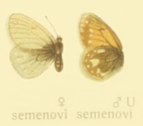 Coenonympha semenovi