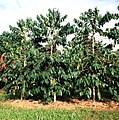 Coffee tree in Hawaii