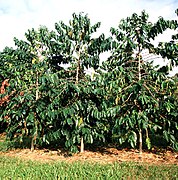 Coffee tree in Hawaii