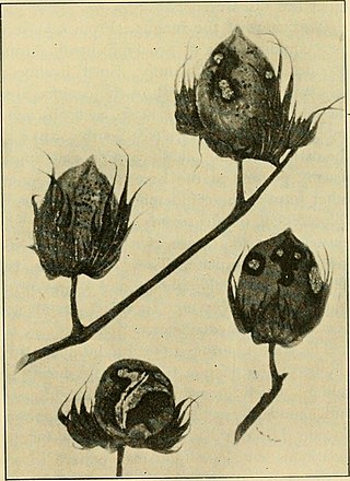 <i>Colletotrichum gossypii</i> Species of fungus