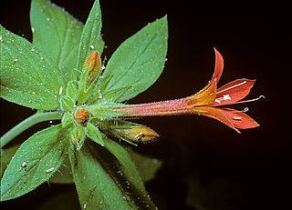 <i>Collomia rawsoniana</i> Species of flowering plant