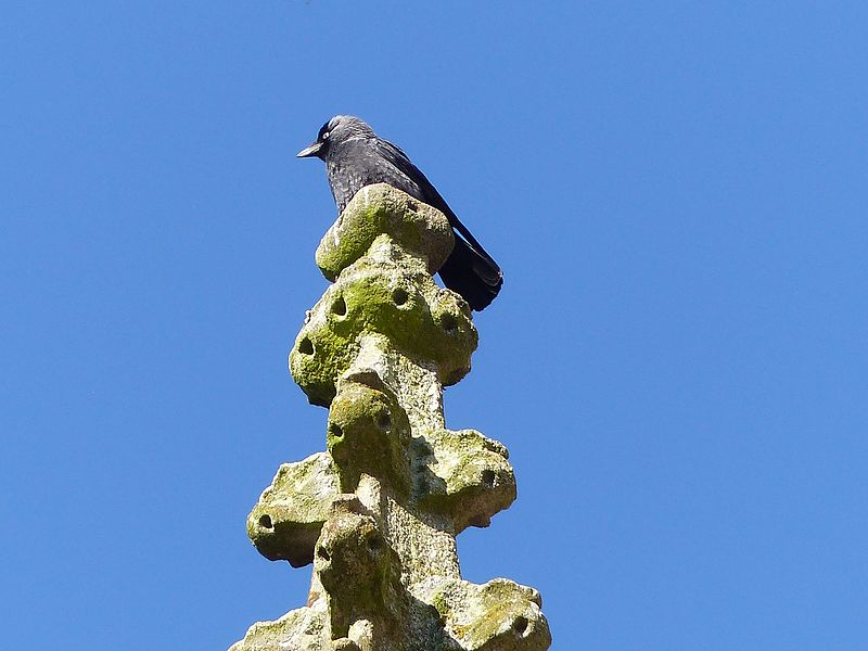 File:Coloeus monedula at Josselin castle 13.jpg