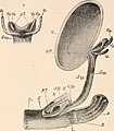 Comparative anatomy of vertebrates (1907) (20670143655).jpg