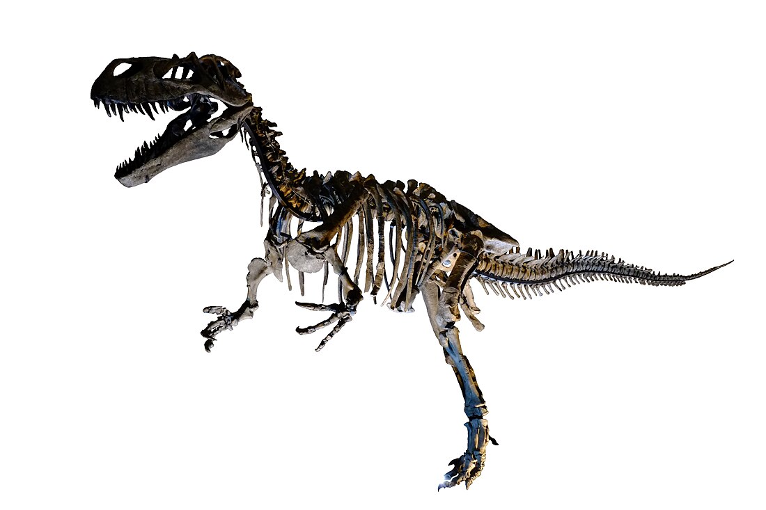 File:Complete skeleton of Torvosaurus white background.jpg