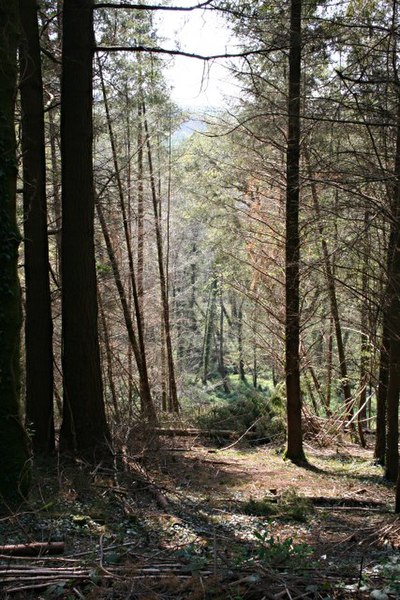 File:Conifer Plantation Woodland - geograph.org.uk - 412901.jpg