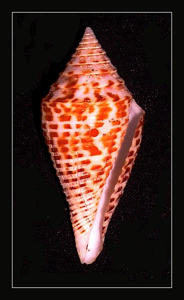 File:Conus eugrammatus 001.jpg