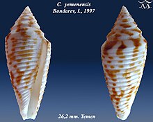 Conus yemenensis 1.jpg