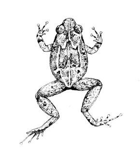 Descripción de la imagen Cophixalus ateles 1897.jpg.