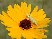 Coreopsis7222.jpg