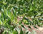 Coriaria myrtifolia 05.jpg