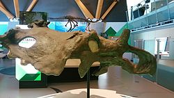 コロノサウルス・ブリンクマニ頭骨（フィリップカリー博物館所蔵）