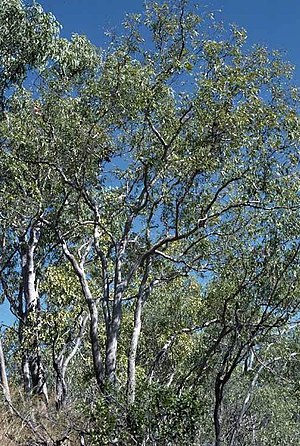 Corymbia jacobsiana.jpg