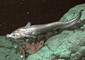 Image 57The rattail Coryphaenoides armatus (abyssal grenadier) on the Davidson Seamount at a depth of 2,253 metres (7,392 ft). (from Deep-sea fish)