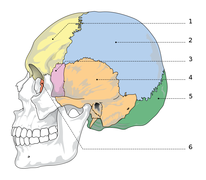 File:Cranial bones numbers.svg - Wikimedia Commons