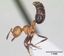 Worker caste of C. corticicola Crematogaster corticicola casent0173934 profile 2.jpg