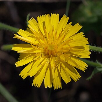 Common dandelion (Taraxacum officinale), Golovec, Slovenia. Flower in around 25-30 mm in diameter. Stack of 4 photos.