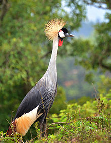 Crested Crane, Bunyonyi, Uganda.jpg