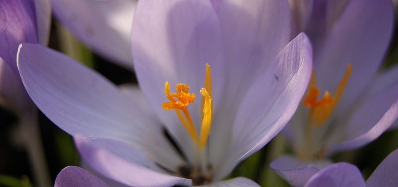 File:Crocus-sp.-4637.jpg