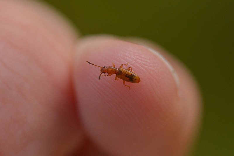 File:Cryptamorpha desjardinsi 28500828.jpg