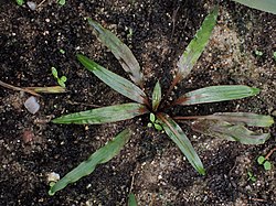 Cryptocoryne albida kz02.jpg