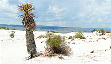 The music video for "Seremos" was shot at the White Dunes in Cuatro Cienegas. Cuatrocienegas las dunas de yeso.jpg