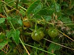 Miniatura para Solanum pimpinellifolium