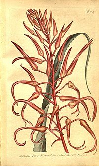 Curtis's botanical magazine (No. 824) (8469900911).jpg