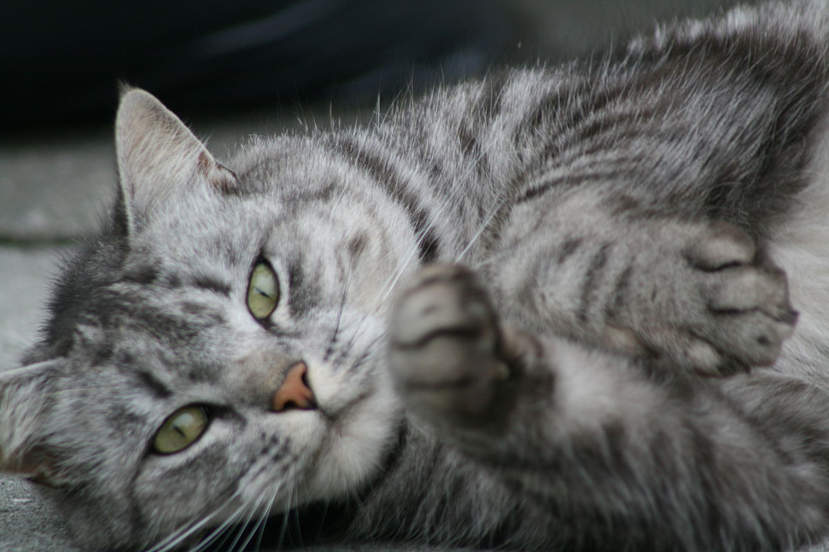 File:Cute cat (1698598876).jpg - Wikipedia