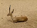 Cuvier's gazelle - Cuviergazelle - Gazelle de Cuvier - Gazella cuvieri - 02.jpg