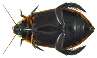 subsp. lateralis, femia (vista ventral)