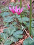 Thumbnail for Cyclamen repandum