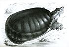 塞內加爾盤鱉（Cyclanorbis senegalensis）