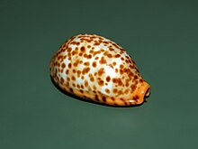 Cypraeidae - Palmadusta humphreysii - Соломомовите острови.JPG