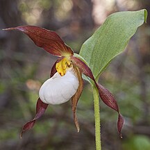 Cypripedium montanum