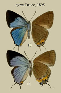 <i>Tajuria deudorix</i> Species of butterfly