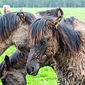 Dülmen, Merfeld, Dülmener Pferde im Merfelder Bruch -- 2024 -- 4043