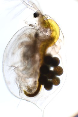 Stor Dafnie, Daphnia magna