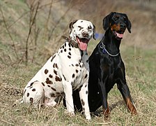 Un cane dalmata giace nell'erba e ha orecchie nere e un collare intorno al  collo.