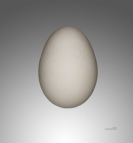 Daption capense MHNT.jpg