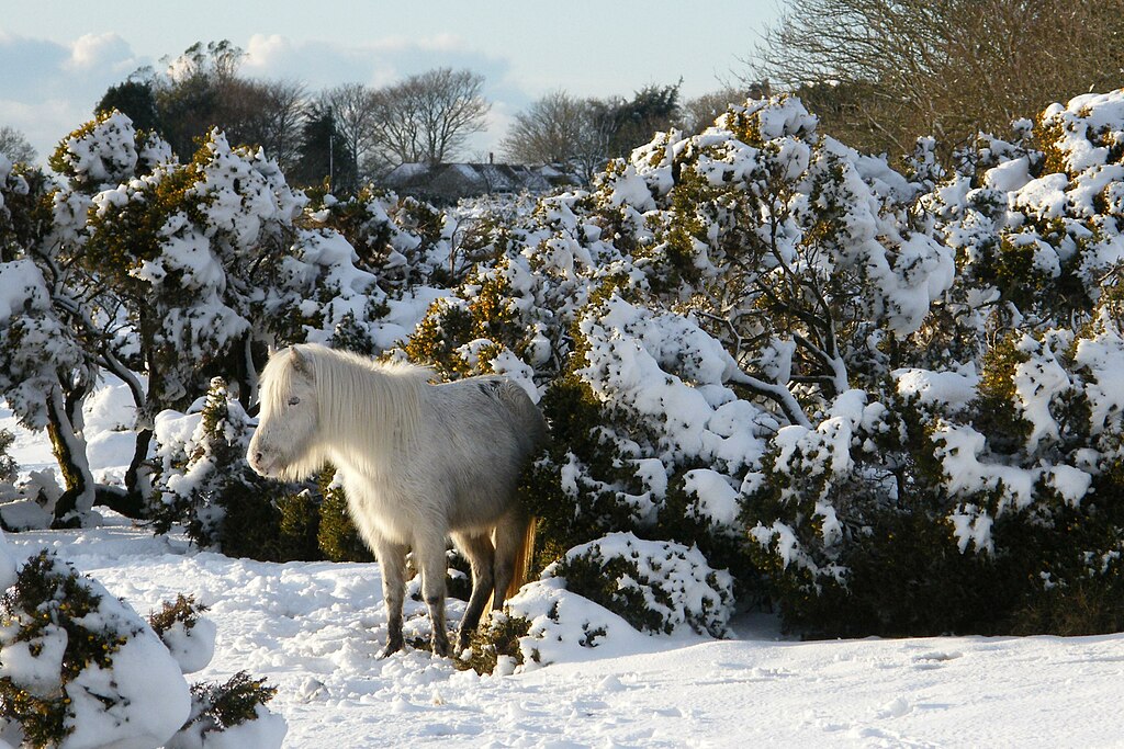 Dartmoor Pony in Snow.jpg