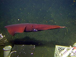 Beskrivelse af Deep sea squid.jpg-billedet.