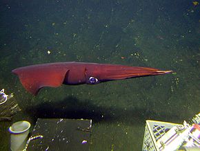 Deep sea squid.jpg görüntüsünün açıklaması.