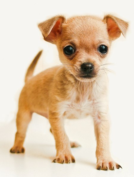 Chihuahua (chó)