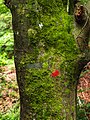 * Nomination Mossy tree trunk with way marking in the Deidesheim municipal forest --F. Riedelio 09:30, 13 May 2021 (UTC) * Promotion  Support Good quality. --Tagooty 02:48, 20 May 2021 (UTC)